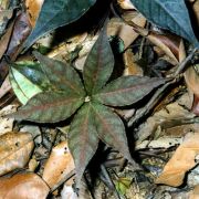 Image of Amorphophallus sparsiflorus  Hook. f..