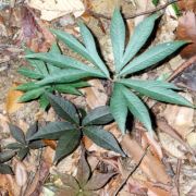 Image of Amorphophallus sparsiflorus  Hook. f..