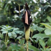 Image of Amorphophallus spectabilis  (Miq.) Engl..