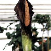 Image of Amorphophallus spectabilis  (Miq.) Engl..