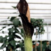 Image of Amorphophallus spectabilis  (Miq.) Engl..