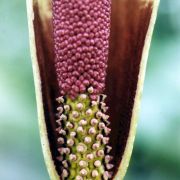 Image of Amorphophallus spectabilis  (Miq.) Engl..