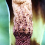 Image of Amorphophallus spectabilis  (Miq.) Engl..