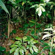 Image of Amorphophallus spectabilis  (Miq.) Engl..