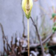 Image of Amorphophallus sumawongii  (Bogn.) Bogn..