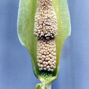 Image of Amorphophallus sumawongii  (Bogn.) Bogn..