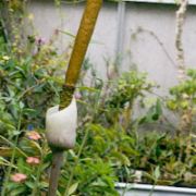 Image of Amorphophallus sylvaticus  (Roxb.) Kunth.