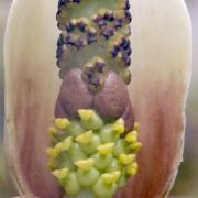 Image of Amorphophallus sylvaticus  (Roxb.) Kunth.