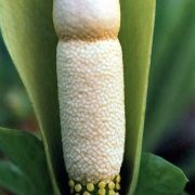 Image of Amorphophallus symonianus  Hett. & M. Sizemore.