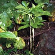 Image of Amorphophallus symonianus  Hett. & M. Sizemore.