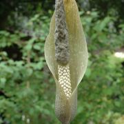 Image of Amorphophallus synandrifer  Hett. & Nguyen V.D..