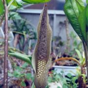 Image of Amorphophallus synandrifer  Hett. & Nguyen V.D..