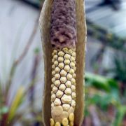 Image of Amorphophallus synandrifer  Hett. & Nguyen V.D..