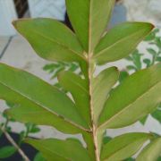 Image of Amorphophallus taurostigma  Ittenb. & Hett..