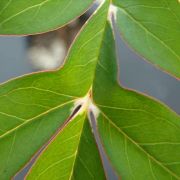 Image of Amorphophallus taurostigma  Ittenb. & Hett..