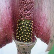 Image of Amorphophallus taurostigma  Ittenb. & Hett..