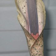Image of Amorphophallus taurostigma  Ittenb. & Hett..