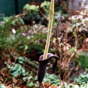 Image of Amorphophallus taurostigma  Ittenb. & Hett..