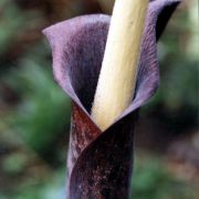 Image of Amorphophallus taurostigma  Ittenb. & Hett..