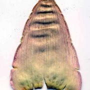 Image of Amorphophallus tenuispadix  Hett..