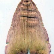 Image of Amorphophallus tenuispadix  Hett..
