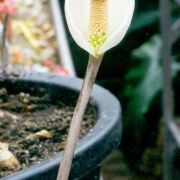 Image of Amorphophallus tenuispadix  Hett..