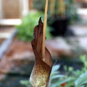 Image of Amorphophallus tenuistylis  Hett..