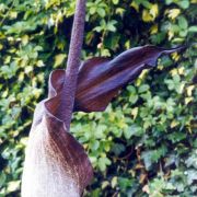 Image of Amorphophallus tenuistylis  Hett..