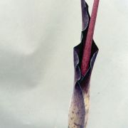 Image of Amorphophallus tenuistylis  Hett..