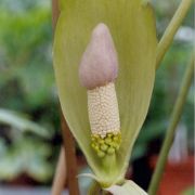 Image of Amorphophallus thaiensis  S.-Y. Hu.