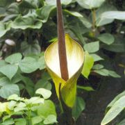 Image of Amorphophallus tinekeae  Hett. & A. Vogel.