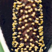 Image of Amorphophallus tinekeae  Hett. & A. Vogel.