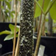 Image of Amorphophallus tinekeae  Hett. & A. Vogel.