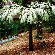 Image of Amorphophallus titanum  (Becc.) Becc. ex Arcangeli.