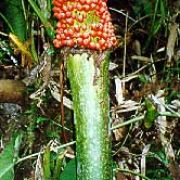 Image of Amorphophallus titanum  (Becc.) Becc. ex Arcangeli.