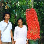 Image of Amorphophallus titanum  (Becc.) Becc. ex Arcangeli.