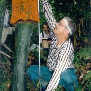 Image of Amorphophallus titanum  (Becc.) Becc. ex Arcangeli.