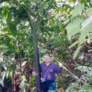 Image of Amorphophallus titanum  (Becc.) Becc. ex Arcangeli.