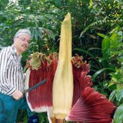 Image of Amorphophallus titanum  (Becc.) Becc. ex Arcangeli.