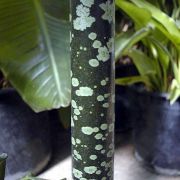 Image of Amorphophallus titanum  (Becc.) Becc. ex Arcangeli.