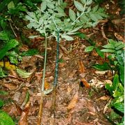 Image of Amorphophallus tonkinensis  Engl. & Gehrm..