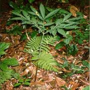 Image of Amorphophallus tonkinensis  Engl. & Gehrm..