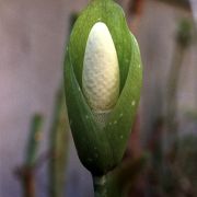 Image of Amorphophallus tonkinensis  Engl. & Gehrm..