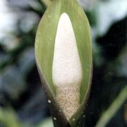 Image of Amorphophallus tonkinensis  Engl. & Gehrm..