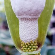 Image of Amorphophallus tonkinensis  Engl. & Gehrm..