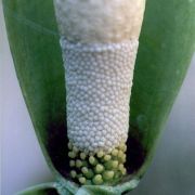 Image of Amorphophallus tonkinensis  Engl. & Gehrm..