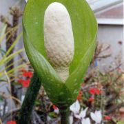 Image of Amorphophallus tonkinensis  Engl. & Gehrm..