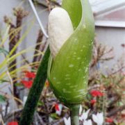 Image of Amorphophallus tonkinensis  Engl. & Gehrm..