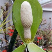 Image of Amorphophallus tonkinensis  Engl. & Gehrm..