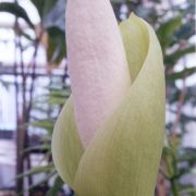 Image of Amorphophallus tonkinensis  Engl. & Gehrm..